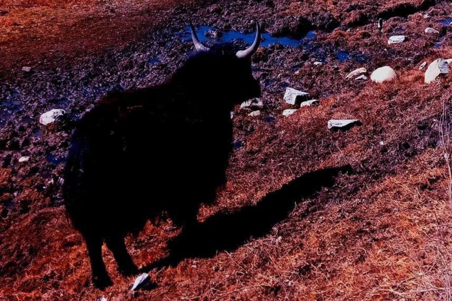 yak in annapurna circuit trek
