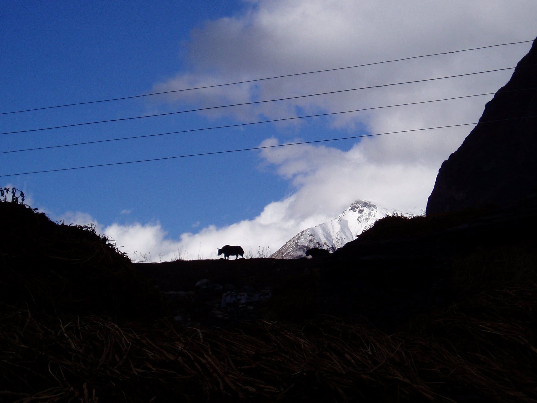 yak during manaslu circuit trek