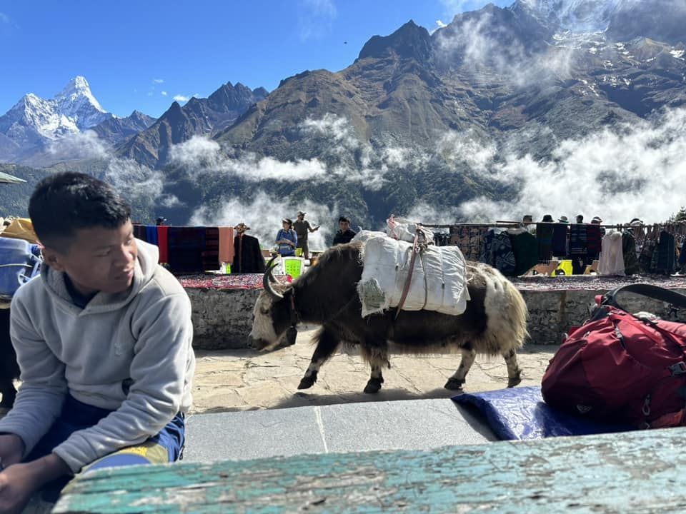 yak in everest trek region